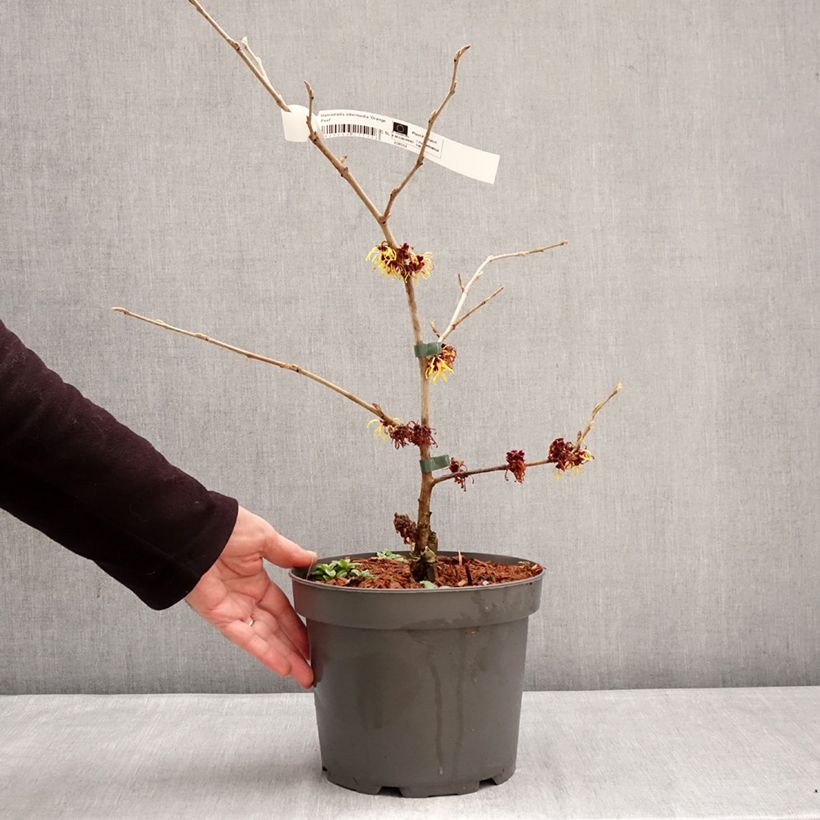 Hamamelis intermedia Orange Peel - Amamelide Vaso da 3L/4L esemplare consegnato in inverno