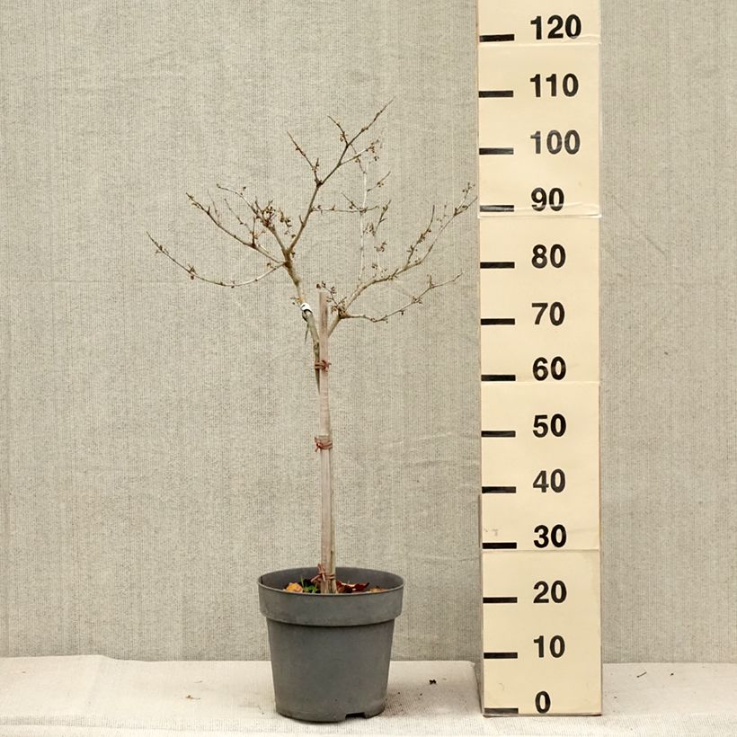 Esemplare di Hamamelis intermedia Rubin - Amamelide Vaso da 7,5L/10L, Vaso impalcato come consegnato in autunno