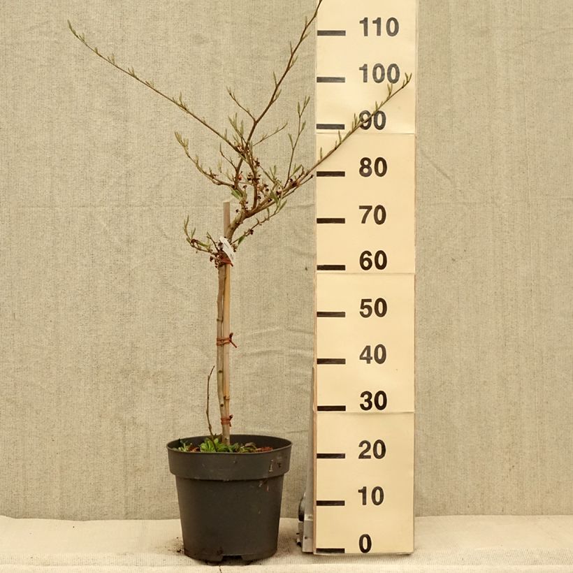 Example of Hamamelis intermedia Rubin - Amamelide Vaso da 7,5L/10L, Vaso impalcato as you get in printemps