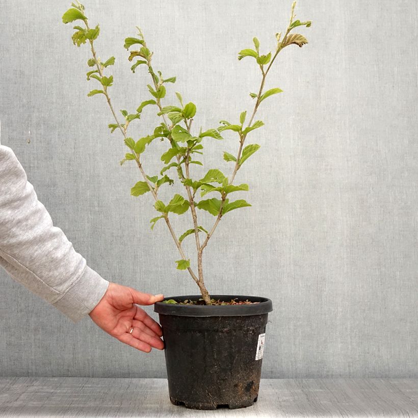 Example of Hamamelis intermedia Yamina - Amamelide Vaso da 4L/5L as you get in printemps