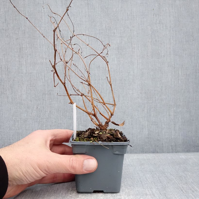 Hardenbergia violacea Meema Vasetto da 8/9 cm esemplare consegnato in inverno