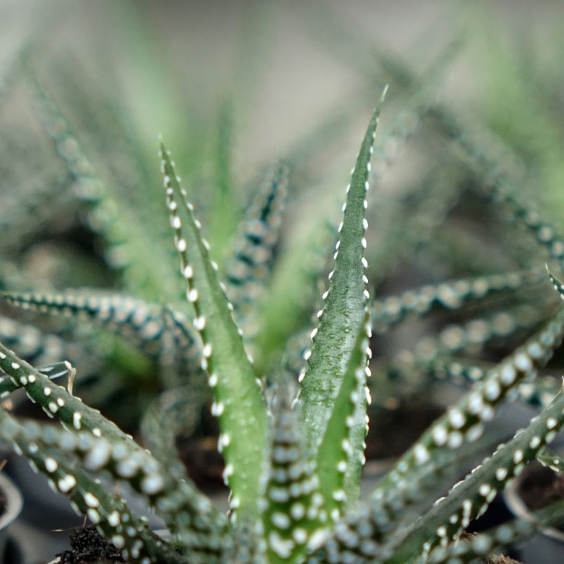 Haworthia Big Band (Fogliame)