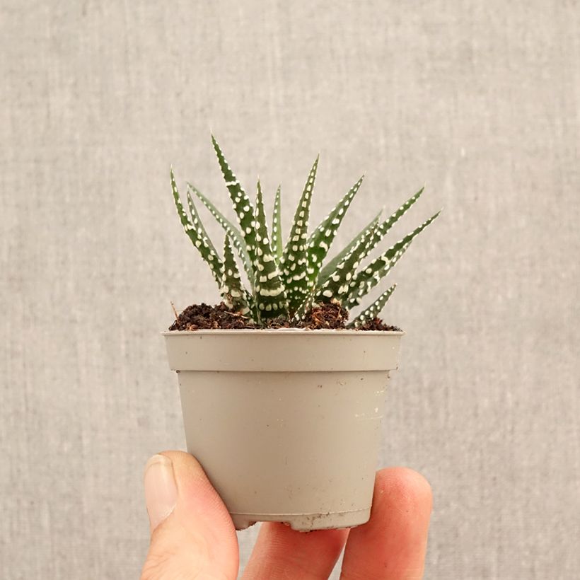 Haworthia Big Band mini-pianta esemplare consegnato in primavera