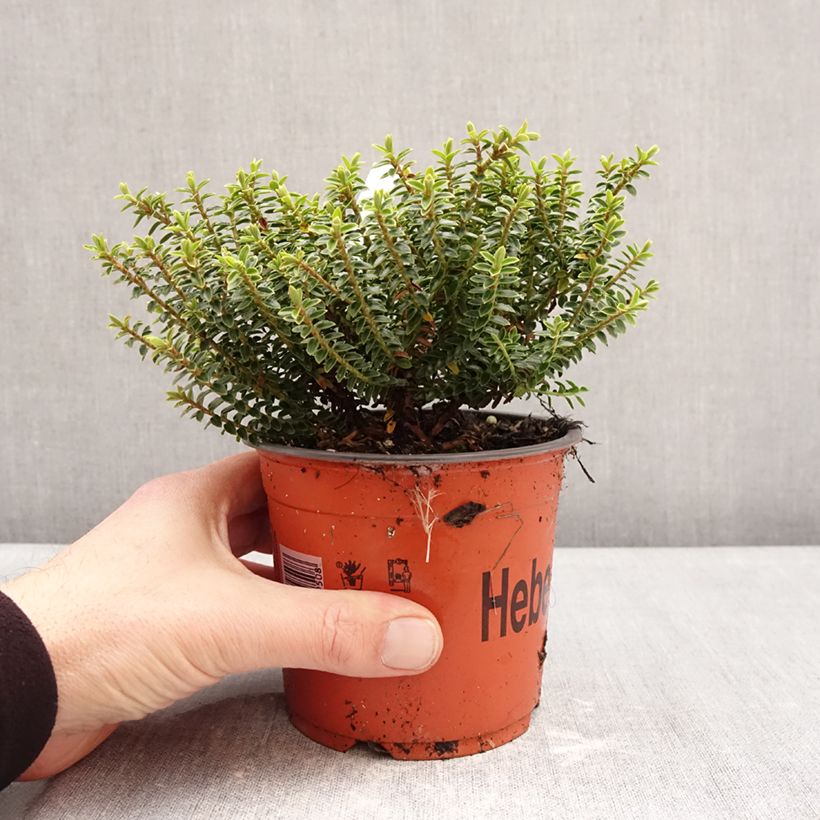 Example of Hebe buxifolia - Veronica Vaso da 1,5L/2L as you get in hiver