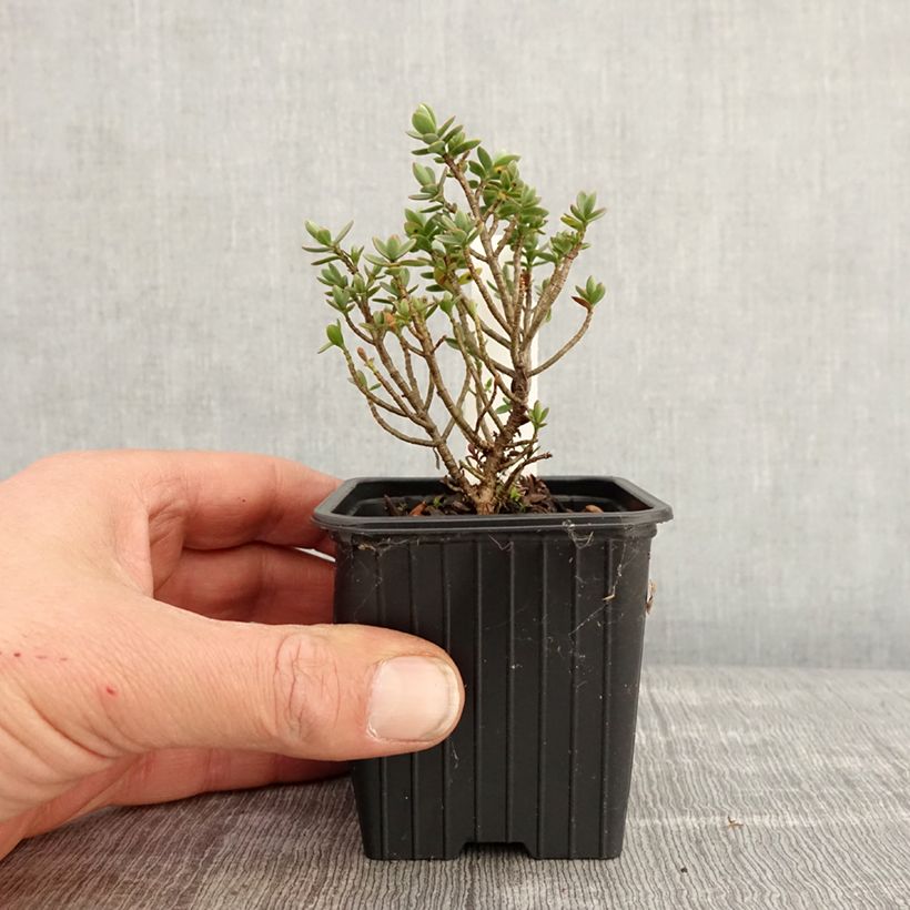 Hebe carnulosa - Veronica Vasetto da 8/9 cm esemplare consegnato in primavera