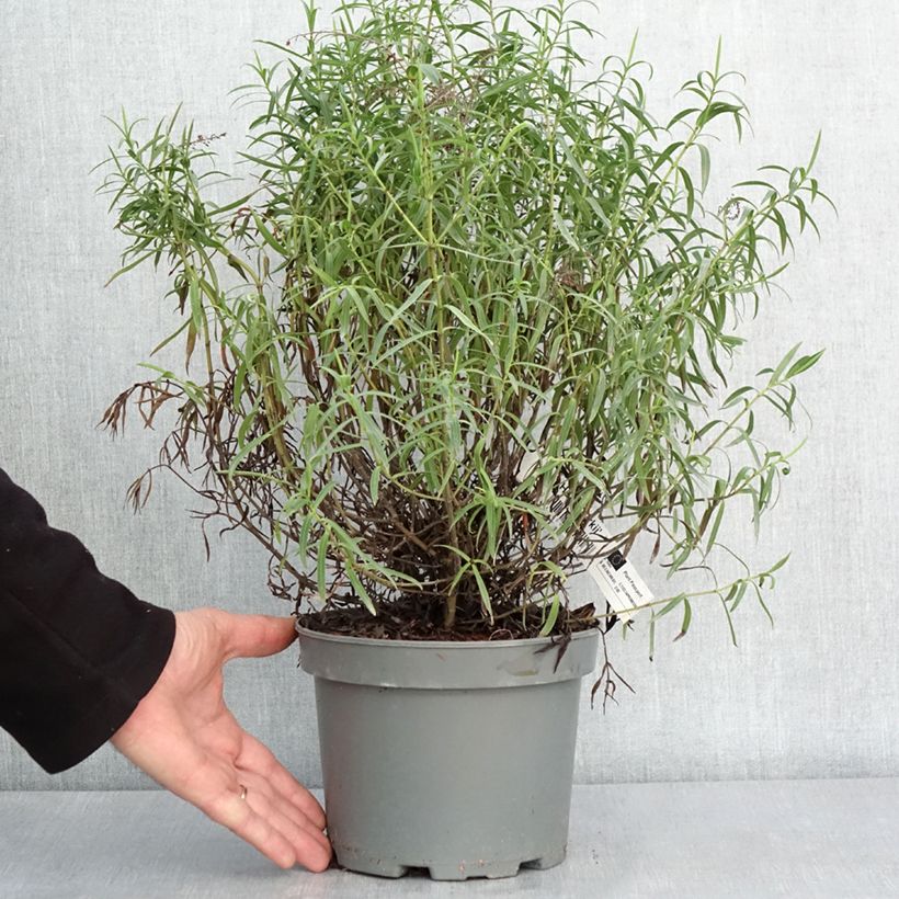 Veronica Kirkii - Hebe Vaso da 3L/4L esemplare consegnato in inverno