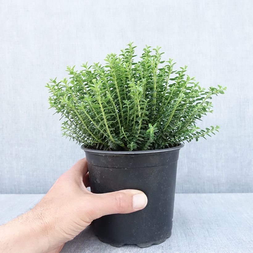 Hebe ochracea - Veronica Vaso da 1,5L/2L esemplare consegnato in primavera