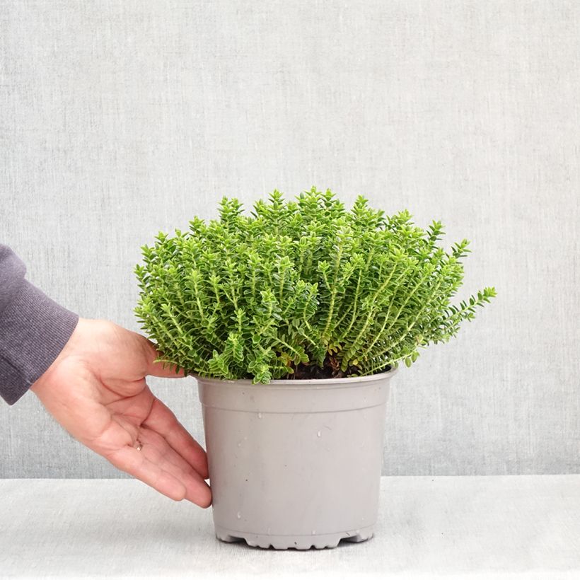 Hebe odora Nana Vaso da 1,5L/2L esemplare consegnato in primavera