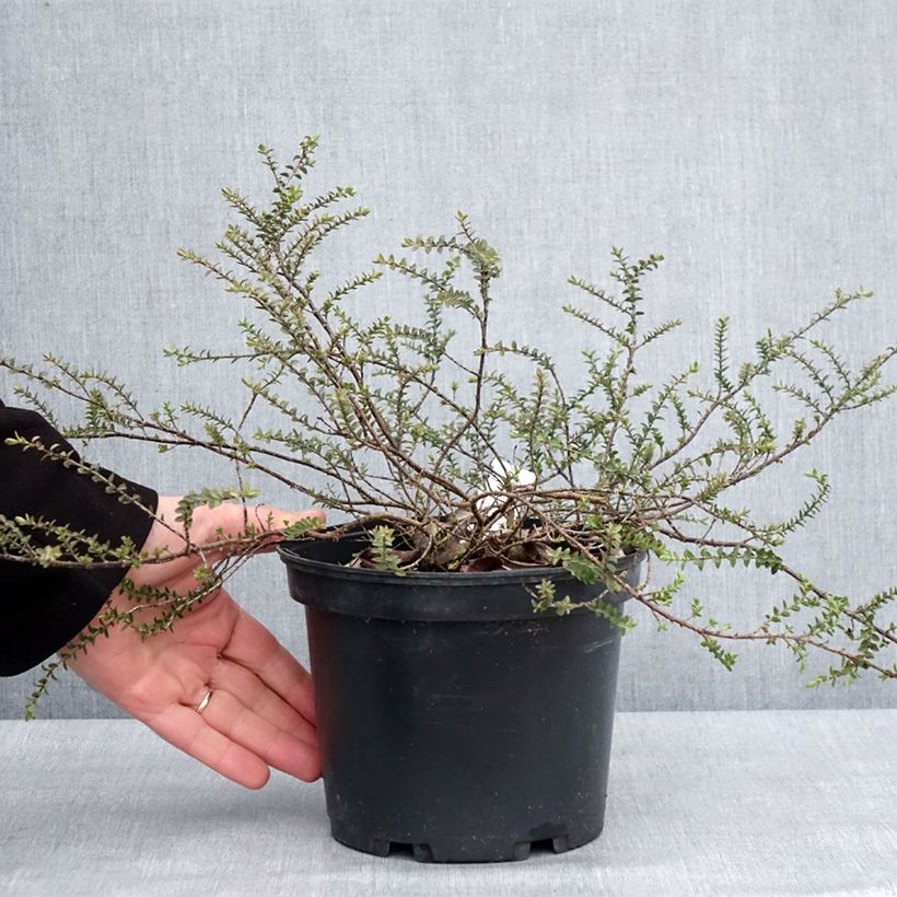 Example of Hebe pimeleoides Quicksilver - Veronica Vaso da 3L/4L as you get in hiver