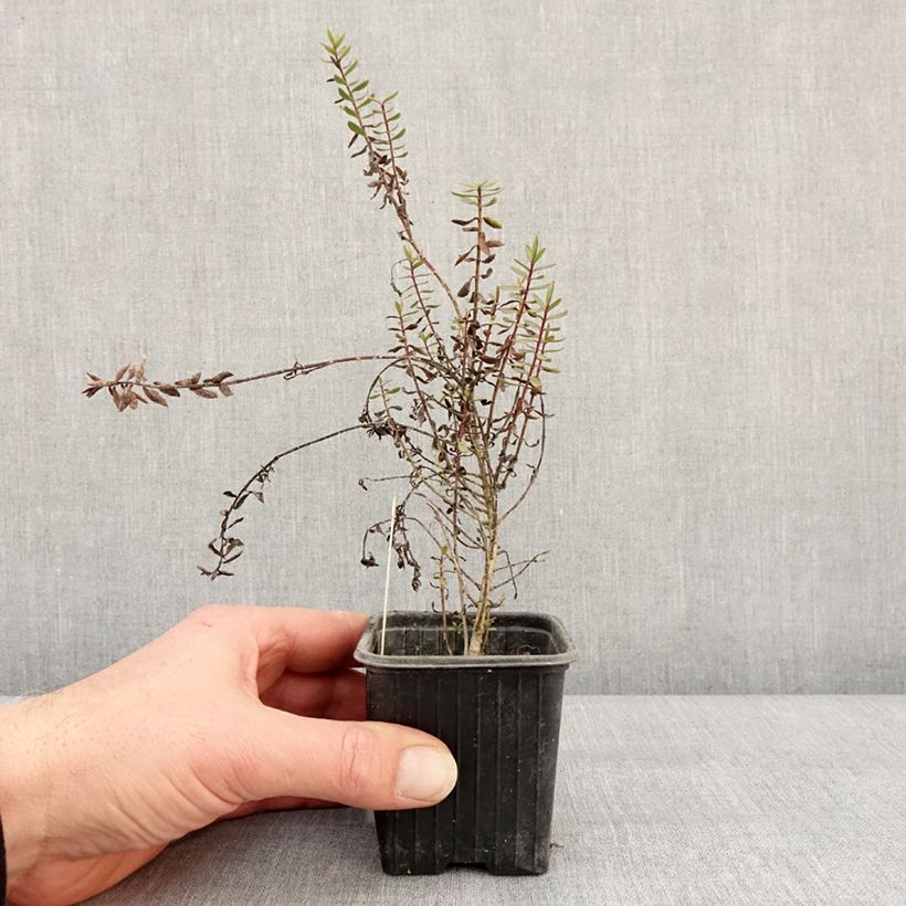 Example of Veronica Pink Paradise - Hebe Vasetto da 8/9 cm as you get in hiver