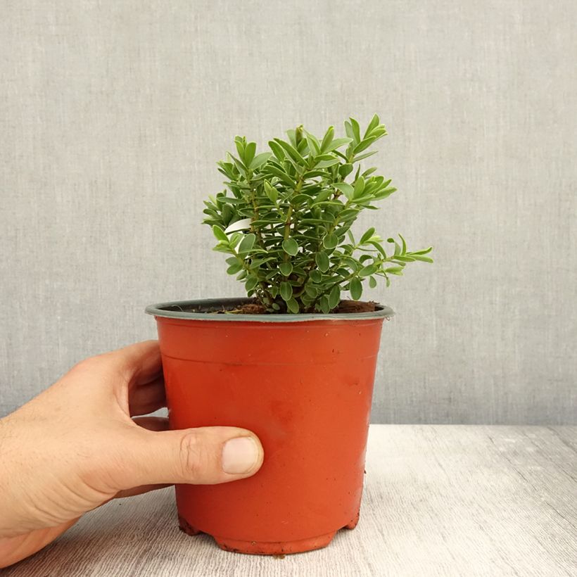 Esemplare di Hebe rakaiensis - Veronica Vaso da 1,5L/2L come consegnato in autunno