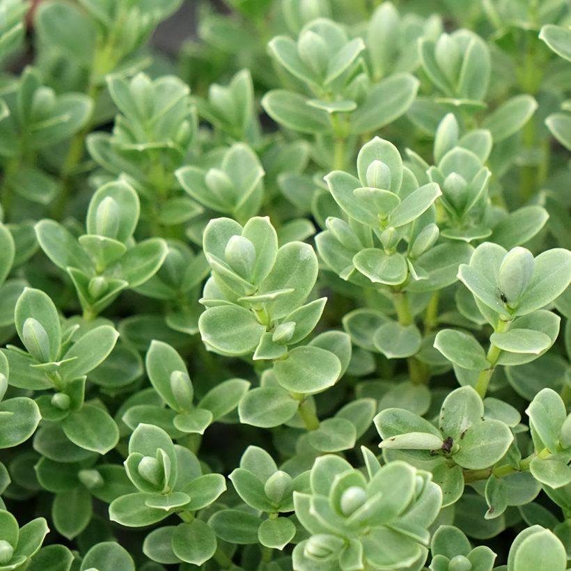 Hebe topiaria - Veronica (Fogliame)