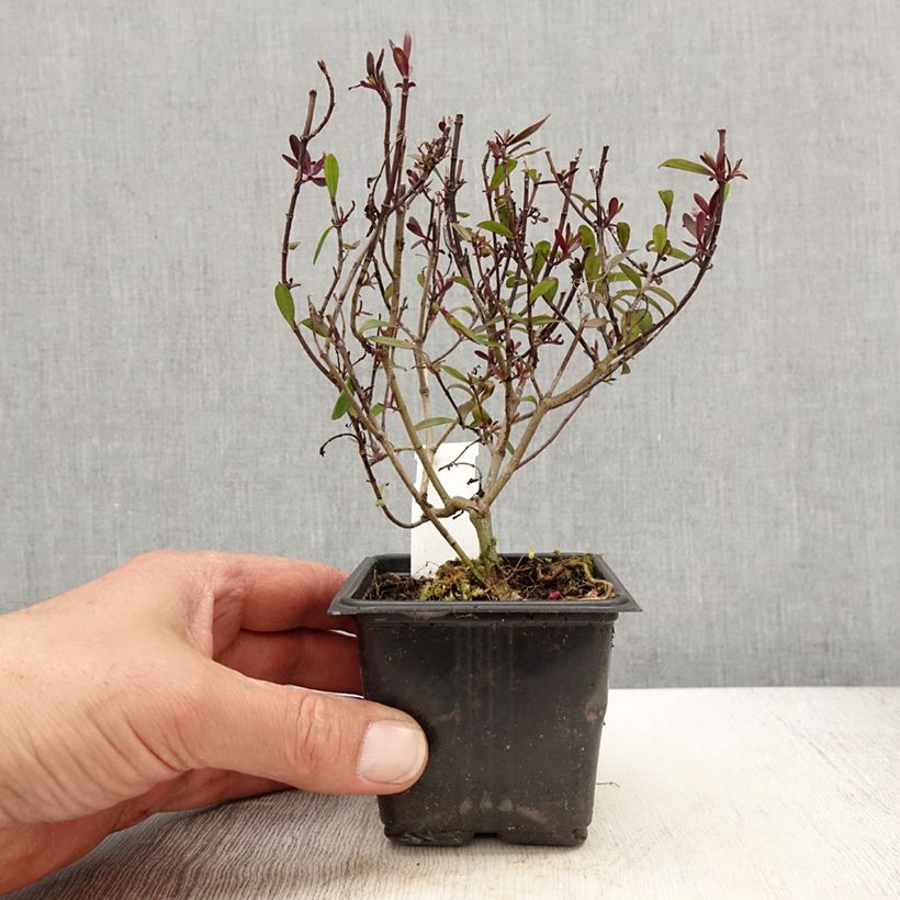 Veronica Turkish Delight - Hebe Vasetto da 8/9 cm esemplare consegnato in primavera