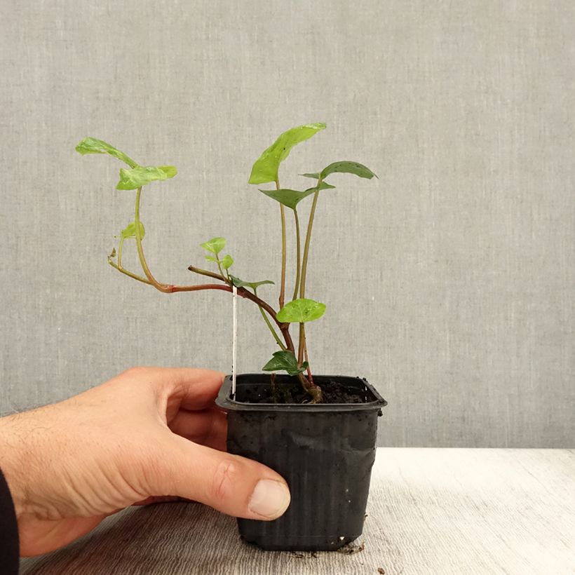 Esemplare di Hedera algeriensis - Lierre d'Algérie Godet de 8/9 cm come consegnato in autunno