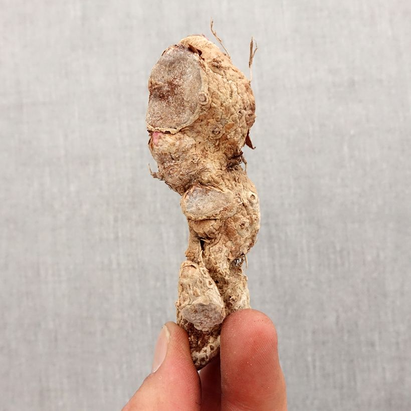 Hedychium coccineum Tara (bulbi) Bulbo taglia I esemplare consegnato in primavera