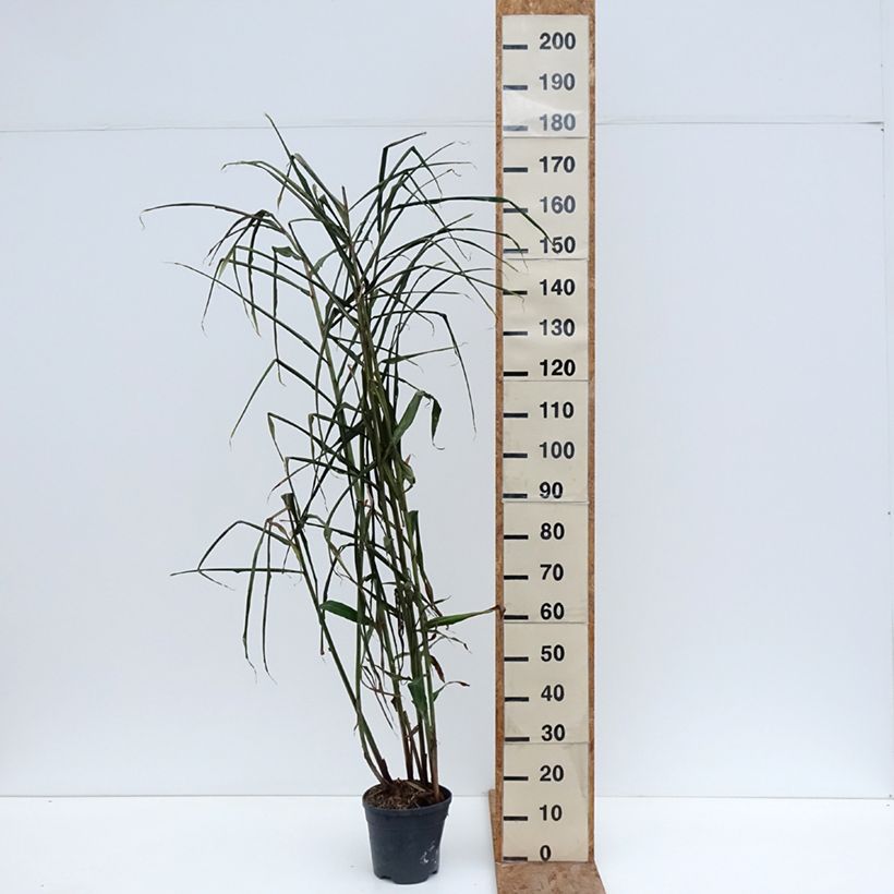 Hedychium coccineum Tara Vaso da 4L/5L esemplare consegnato in inverno