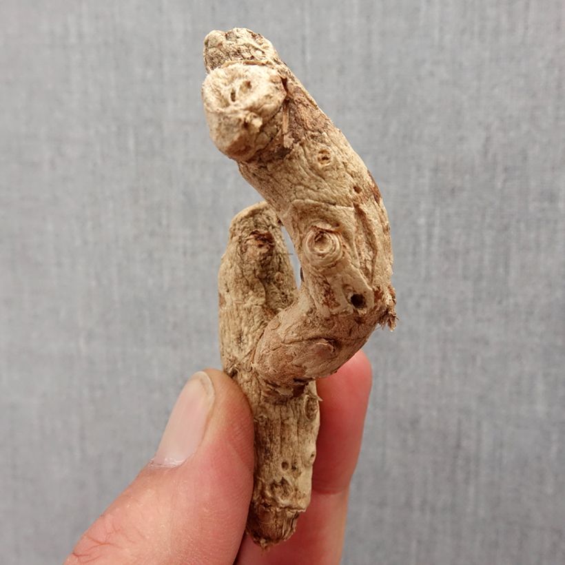 Hedychium densiflorum Bulbo taglia I esemplare consegnato in primavera