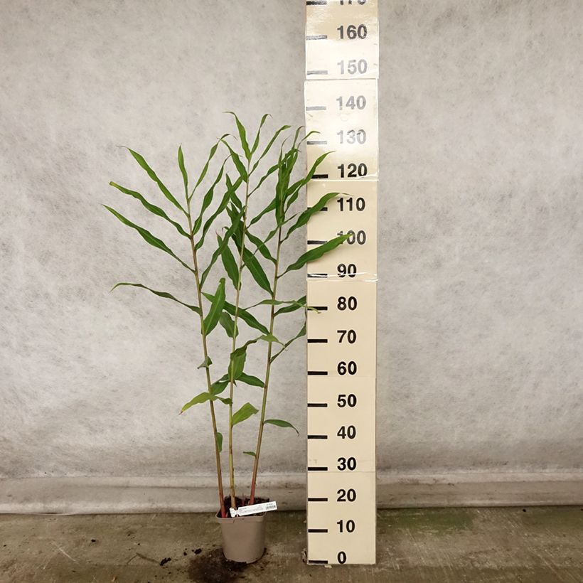 Esemplare di Hedychium Dixter (Tresco) - Longose - Gingembre d'ornement  Pot de 3L/4L come consegnato in autunno