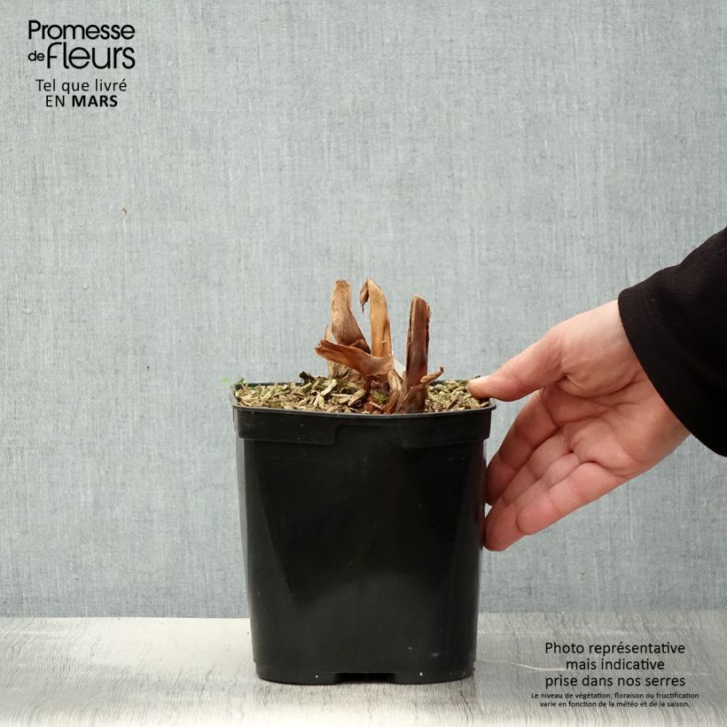 Hedychium Dixter Vaso da 3L/4L esemplare consegnato in primavera