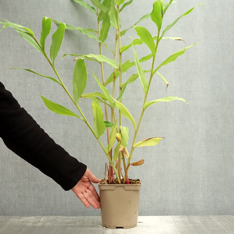 Esemplare di Hedychium Elizabeth - Gingembre d'ornement Pot de 3L/4L come consegnato in autunno