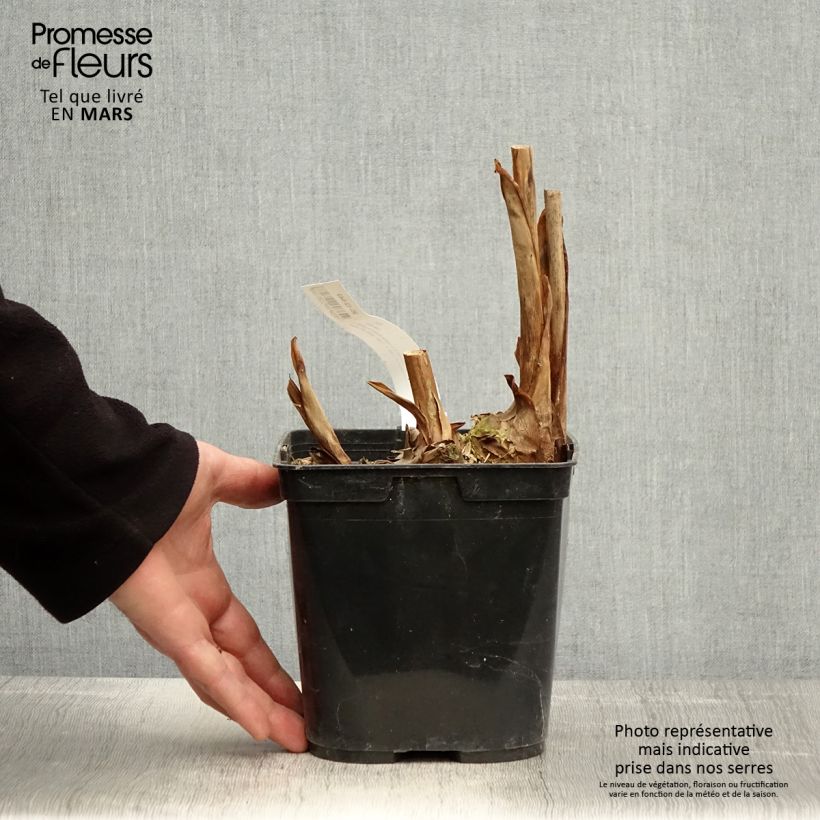 Hedychium coronarium Elizabeth Vaso da 3L/4L esemplare consegnato in primavera