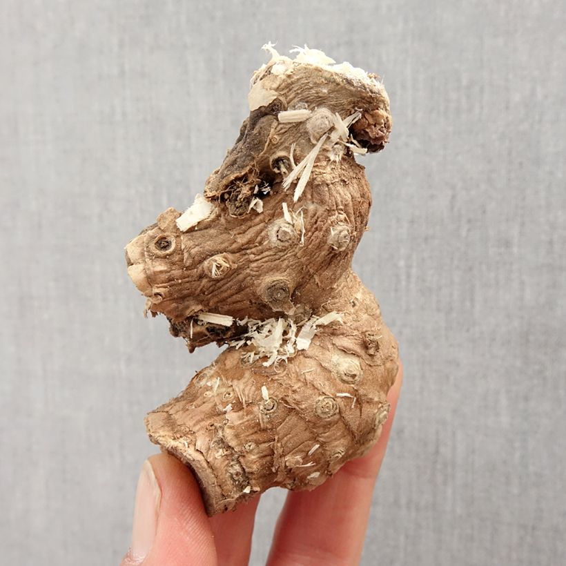 Hedychium ellipticum Bulbo taglia I esemplare consegnato in primavera