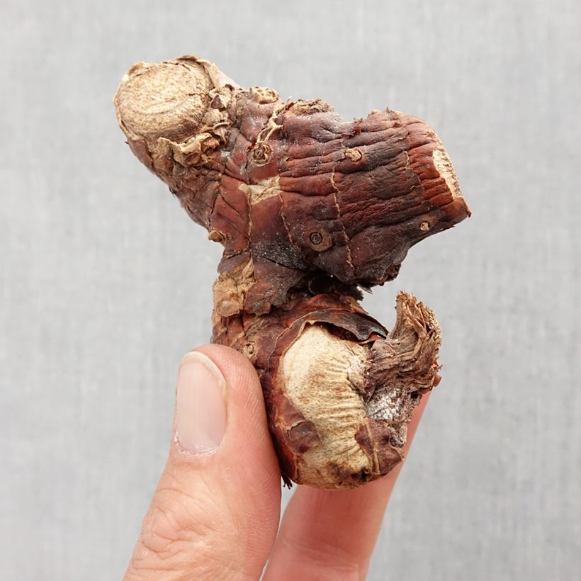 Example of Hedychium gardnerianum Bulbo taglia I as you get in printemps