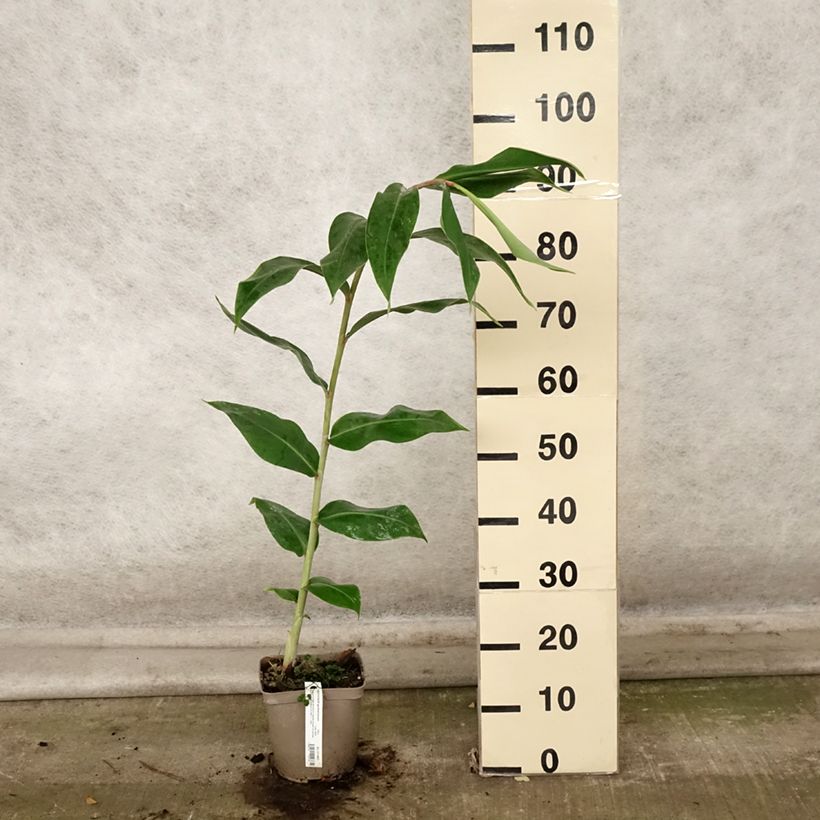 Esemplare di Hedychium gardnerianum - Longose en pot  Pot de 2L/3L come consegnato in autunno