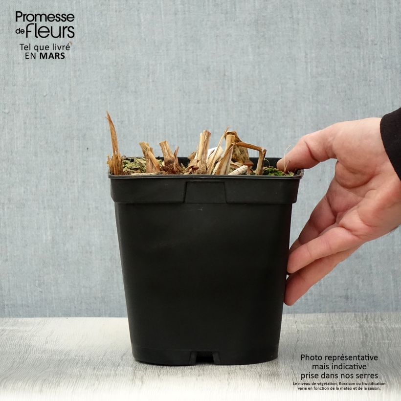 Hedychium villosum var. tenuiflorum Vaso da 3L/4L esemplare consegnato in primavera