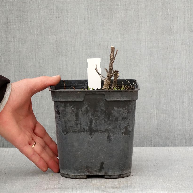 Example of Helenium Double Trouble Vaso da 2L/3L as you get in printemps