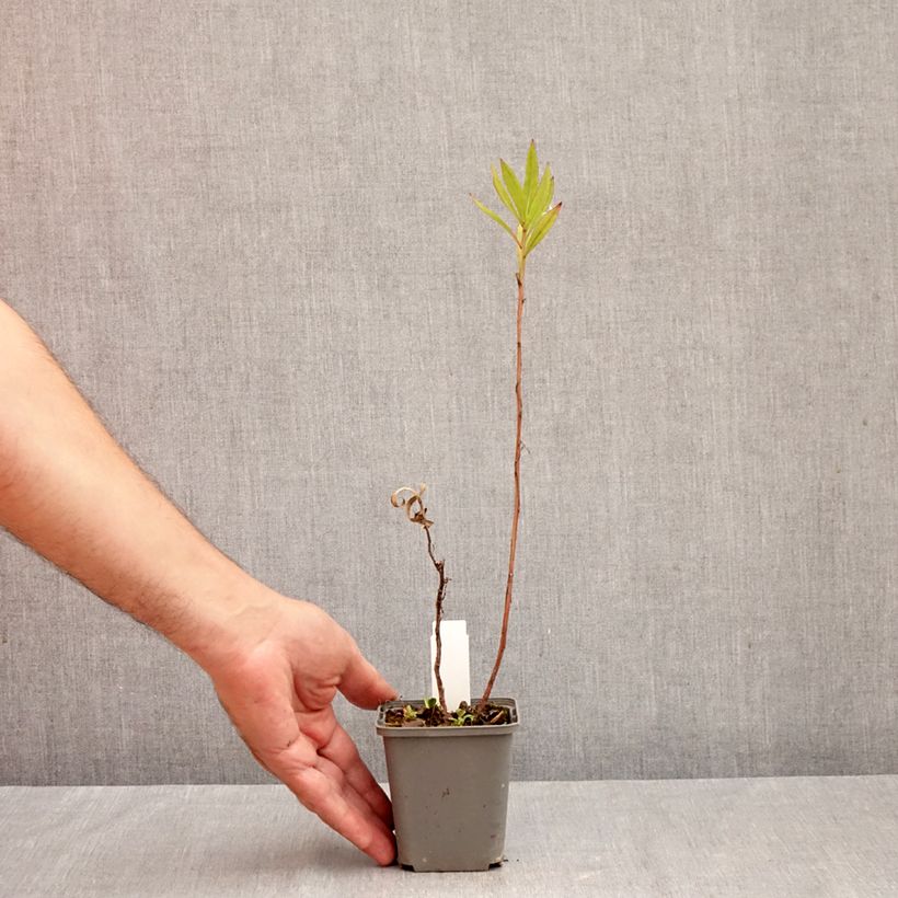 Esemplare di Helenium Flammenspiel Vasetto da 8/9 cm come consegnato in autunno