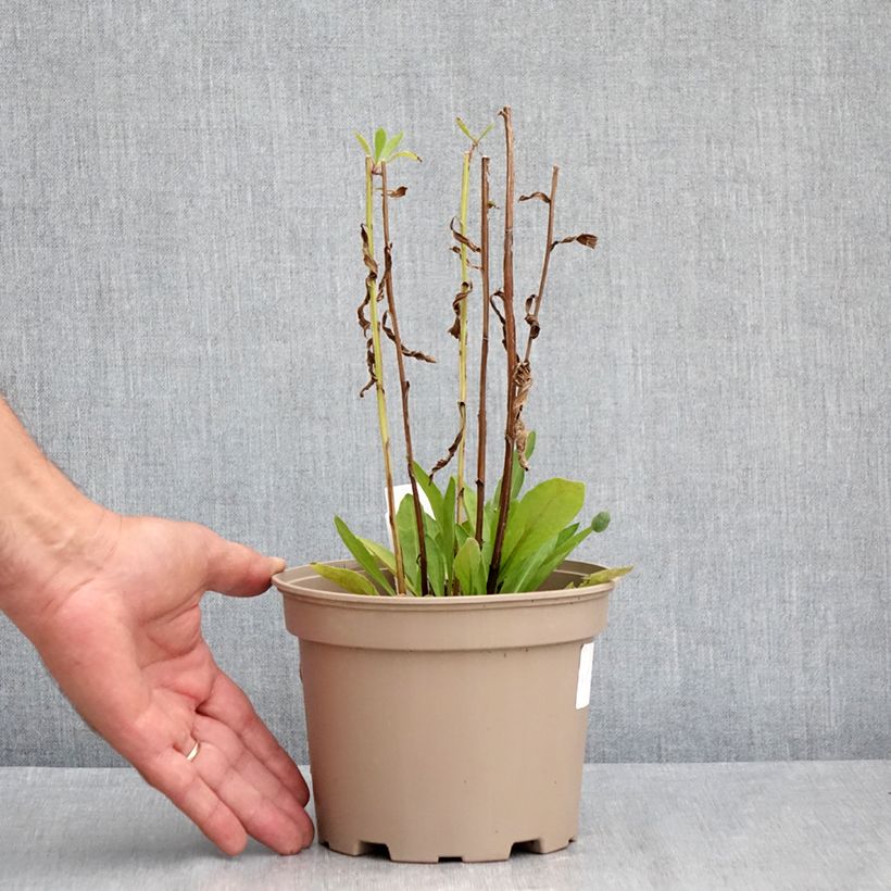 Esemplare di Helenium Moerheim Beauty Vaso da 2L/3L consegnato in estate