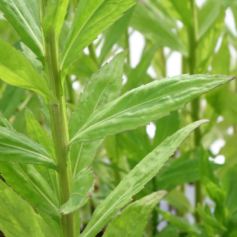 Helenium Loysder Wieck (Foliage)