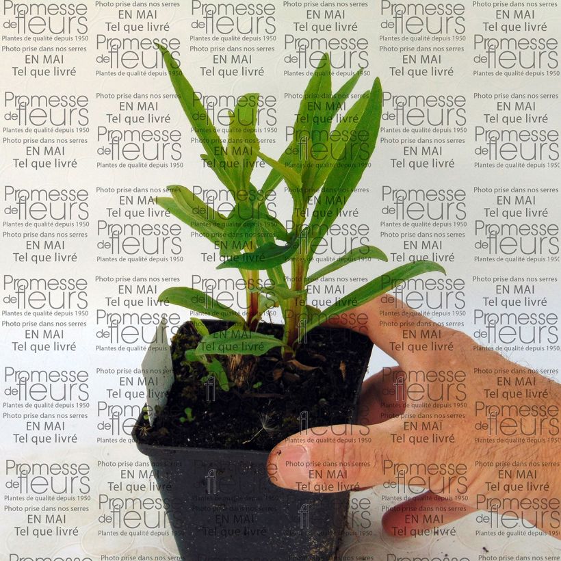 Helenium Poncho (Porto)