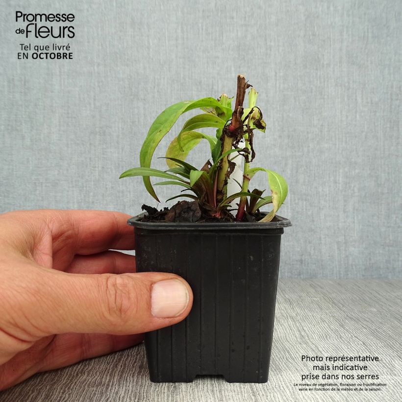 Esemplare di Helenium Poncho Vasetto da 8/9 cm come consegnato in autunno