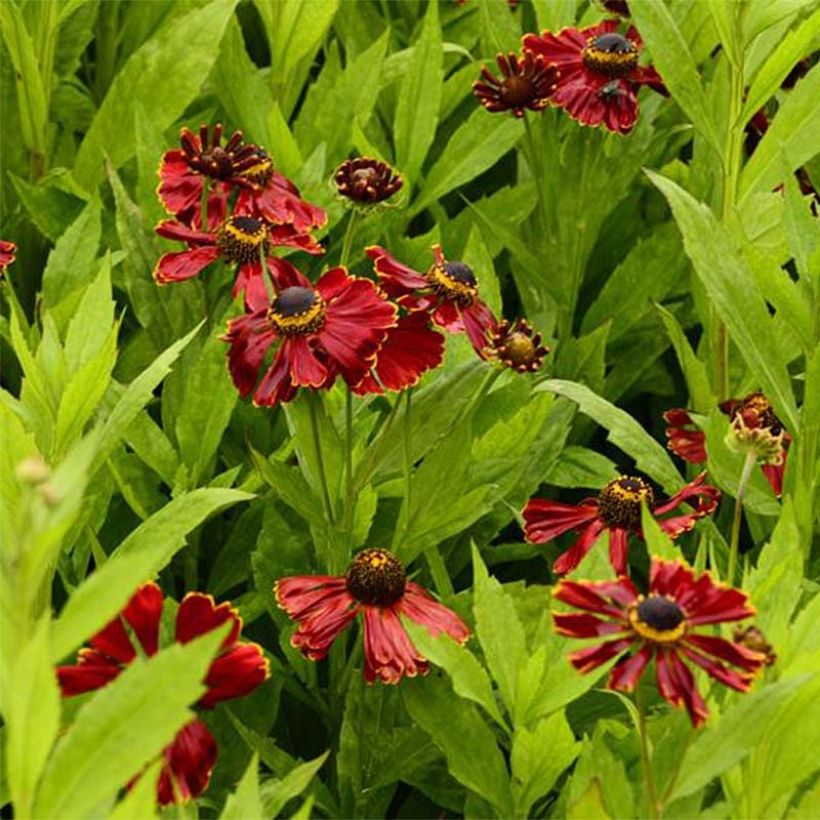 Helenium Potter's Wheel (Flowering)