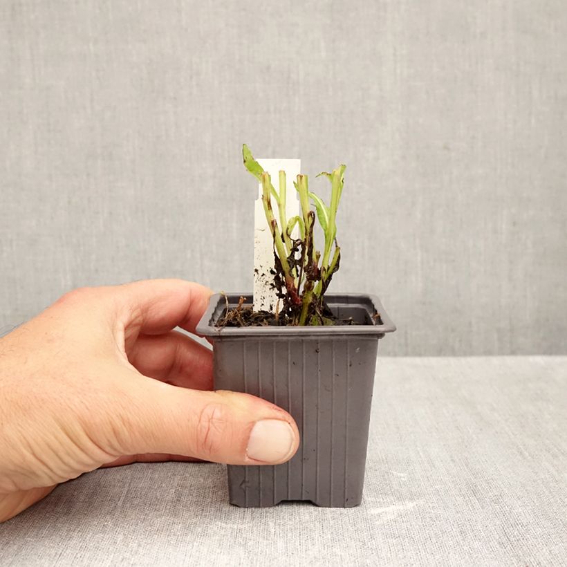 Esemplare di Helenium Ruby Tuesday Vasetto da 8/9 cm come consegnato in autunno