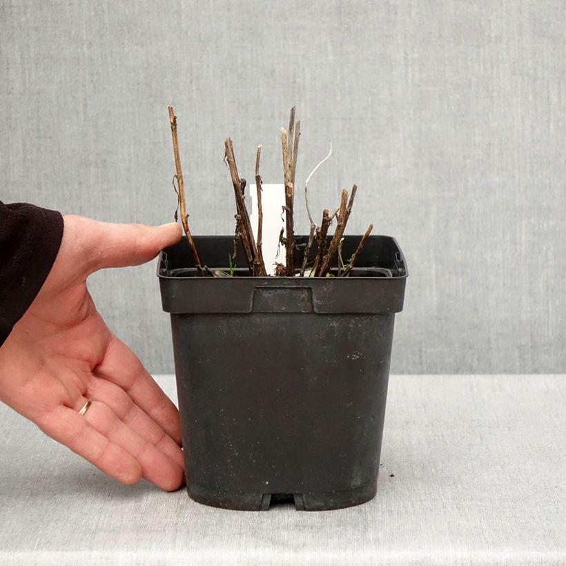 Helenium Ruby Tuesday Vaso da 2L/3L esemplare consegnato in primavera