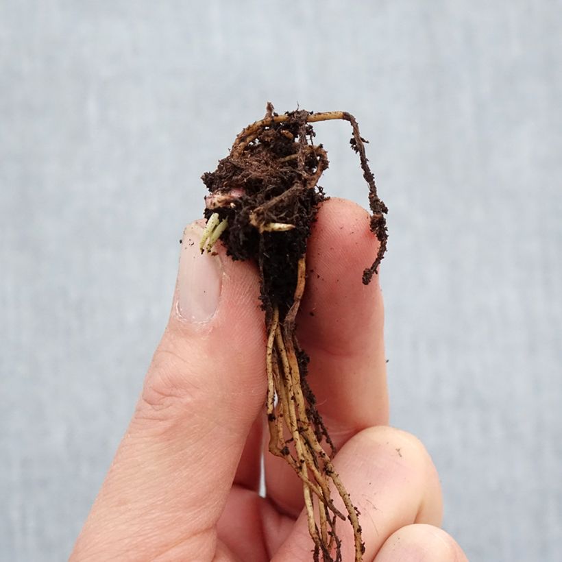 Helenium Ruby Tuesday Piante piccole a radice nuda esemplare consegnato in inverno