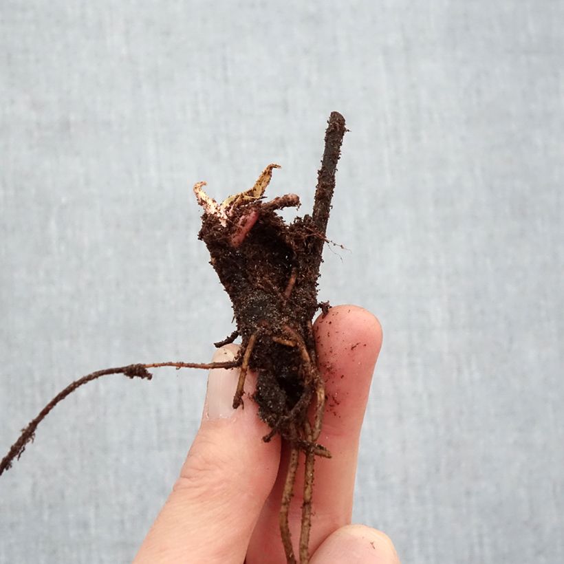 Helenium Sahin's Early Flowerer Piante piccole a radice nuda esemplare consegnato in inverno