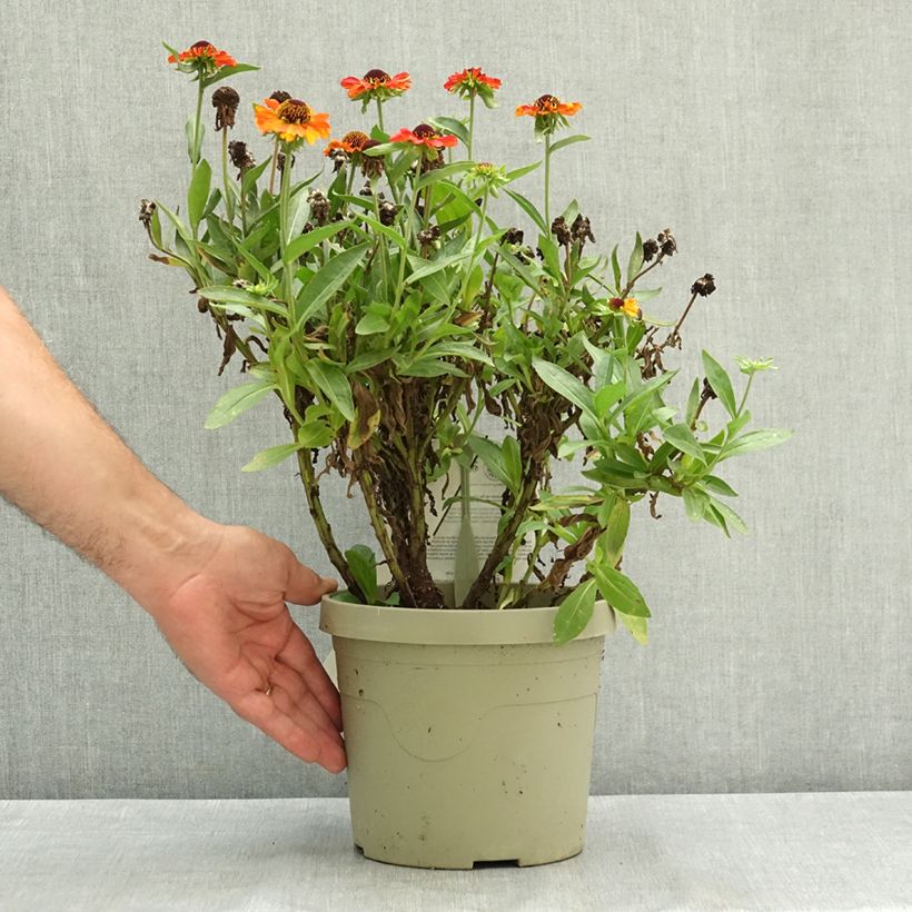 Esemplare di Helenium Short' n'Sassy Vaso da 3L/4L consegnato in estate