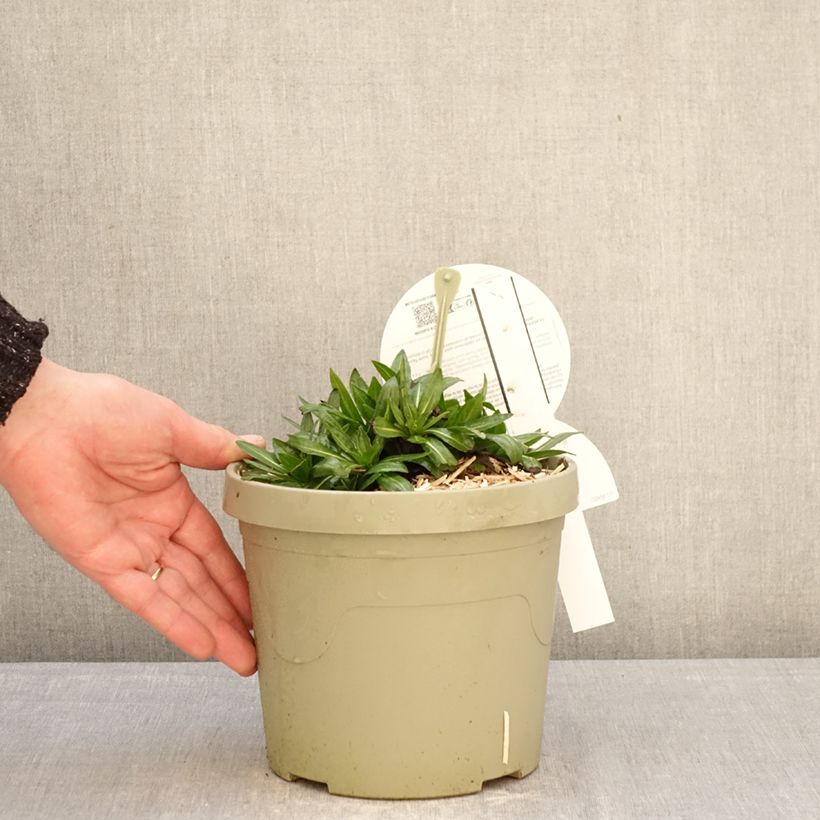 Helenium Short' n'Sassy Vaso da 3L/4L esemplare consegnato in inverno