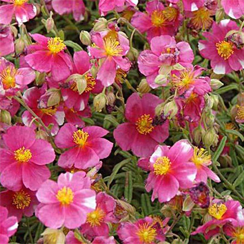 Helianthemum Raspberry Ripple - Eliantemo (Flowering)