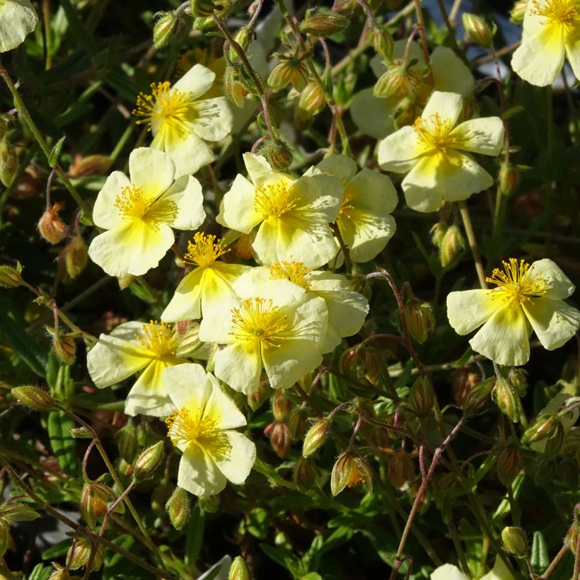 Helianthemum Elfenbeinglanz - Eliantemo (Fioritura)