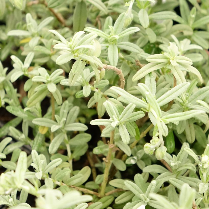 Helianthemum Fire Dragon - Eliantemo (Fogliame)