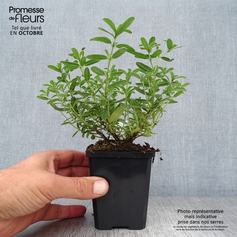 Esemplare di Helianthemum Hartswood Ruby - Eliantemo Vasetto da 7/8 cm come consegnato in autunno
