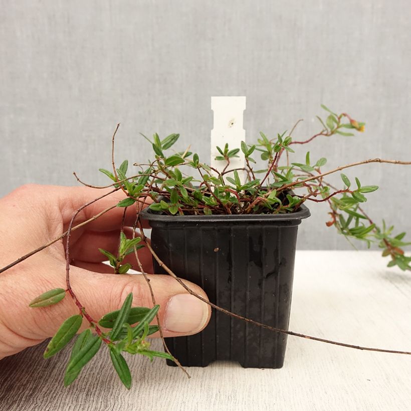 Example of Helianthemum nummularium - Eliantemo maggiore Vasetto da 8/9 cm as you get in printemps