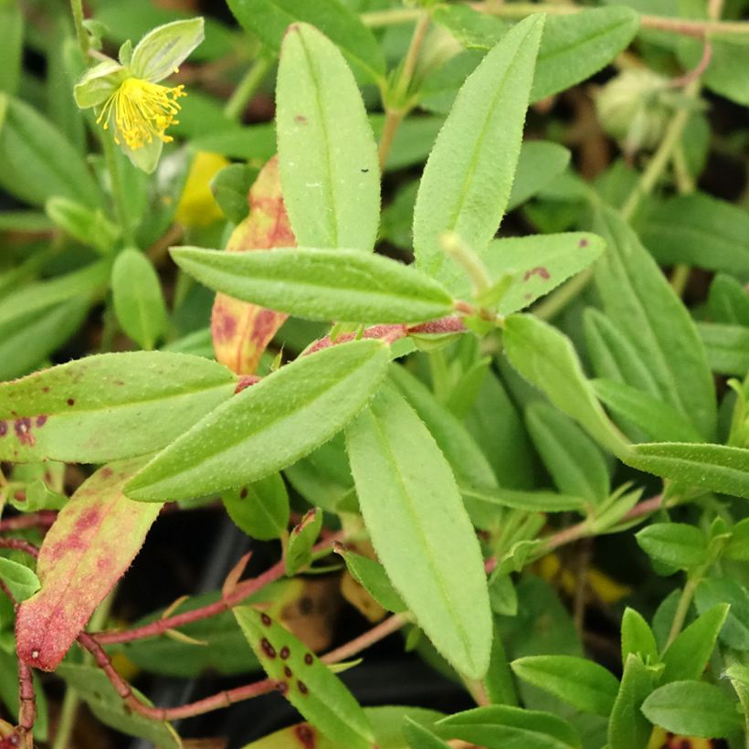 Helianthemum nummularium - Eliantemo maggiore (Foliage)