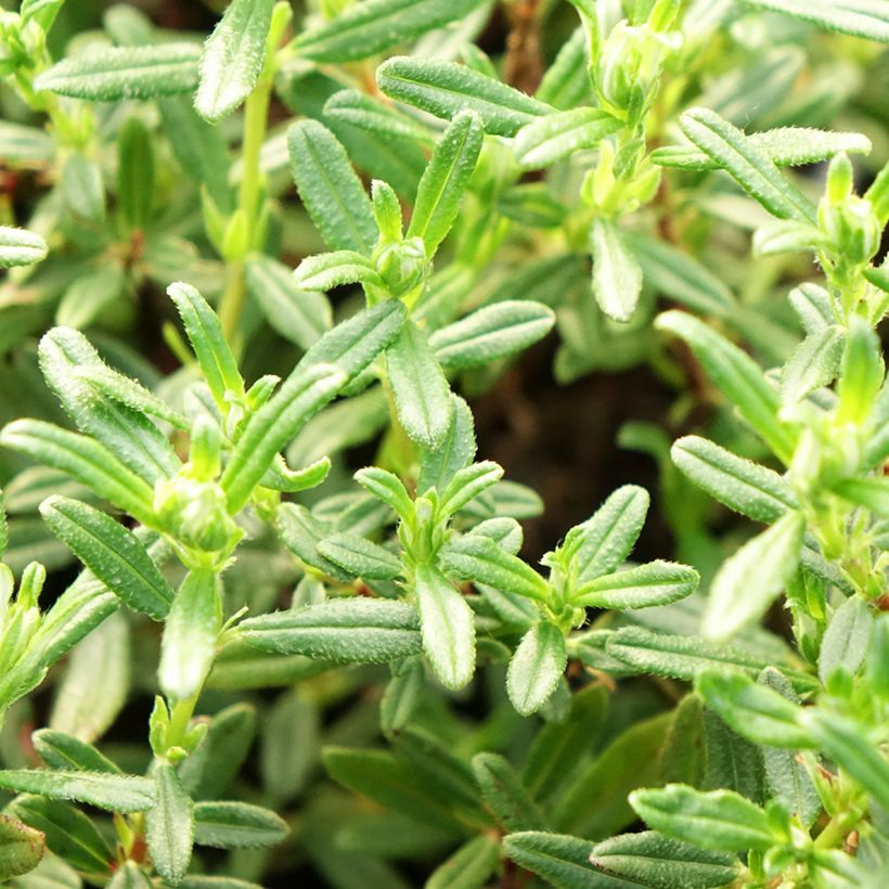 Helianthemum Sulphureum Plenum - Eliantemo (Foliage)