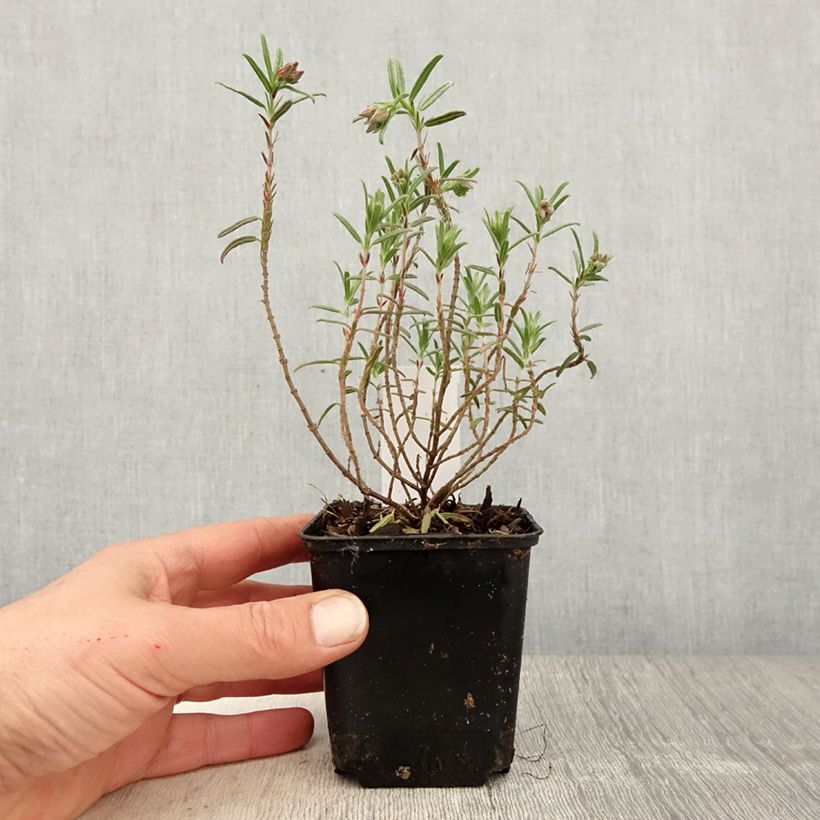 Helianthemum Suprême - Eliantemo Vasetto da 8/9 cm esemplare consegnato in primavera